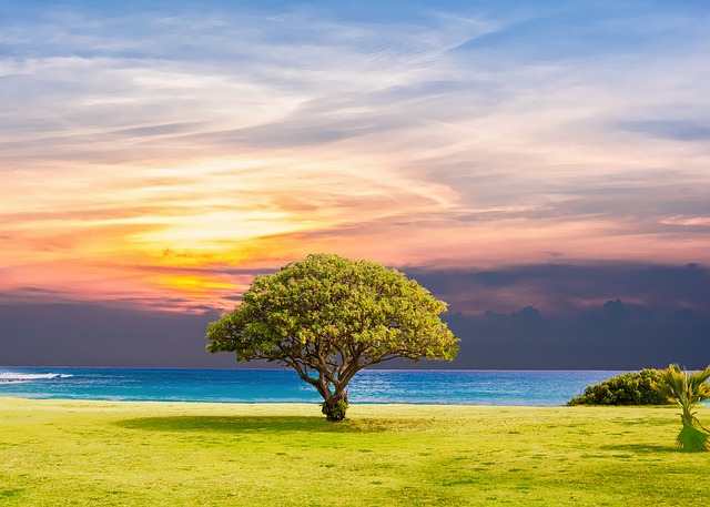 tree-2435269_640.jpg tree-2435269_640.jpg